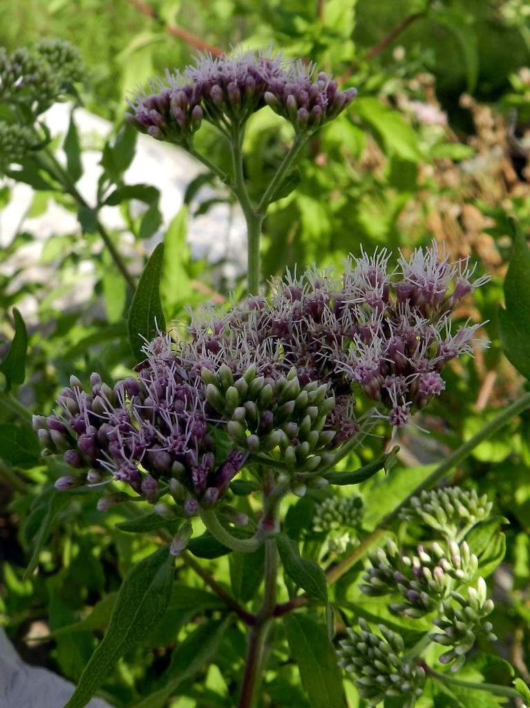 Eupatorium cannabinum